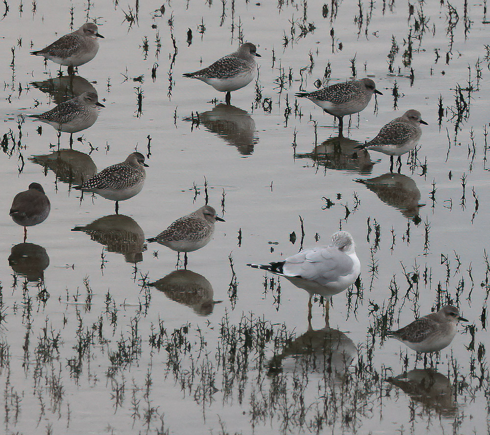 Ring-billed gull amongst grey plover